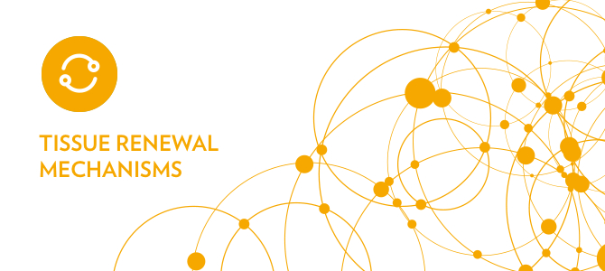 Tissue Renewal Mechanisms Regulating inflammatory balance with Aging Defense Mechanisms